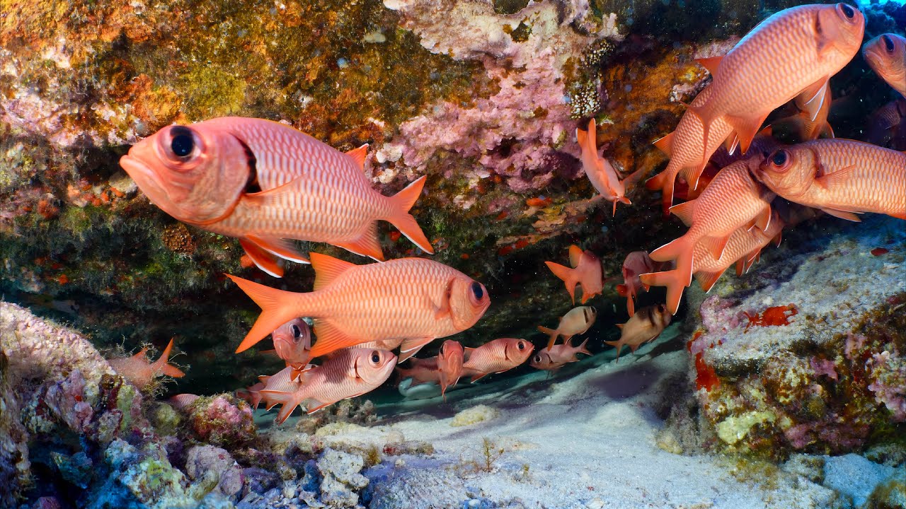 Underwater Ocean Relaxation | 10 Minutes of Calm Reef Life