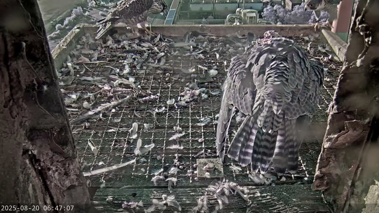 Rodzinne spotkanie przy śniadaniu. KGHM  Głogów.  20. 08. 2025