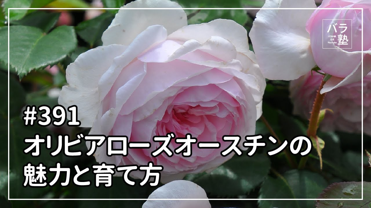 #391 オリビアローズオースチンの魅力と育て方