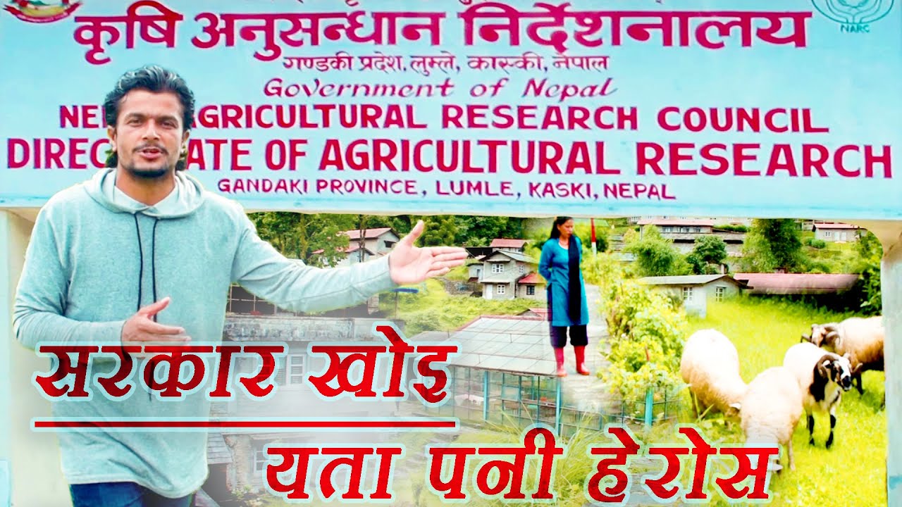 कृषि गर भन्ने सरकारले कृषि अनुसंधान मा के गर्दै छ / lumle krishi anusandhan kaski / NARC lumle kaski