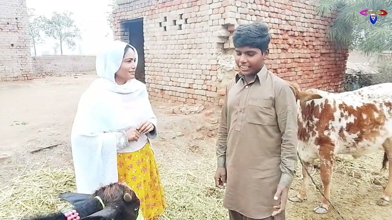 #funny // Chal baaz urat // very funny video #chamramoortv2 