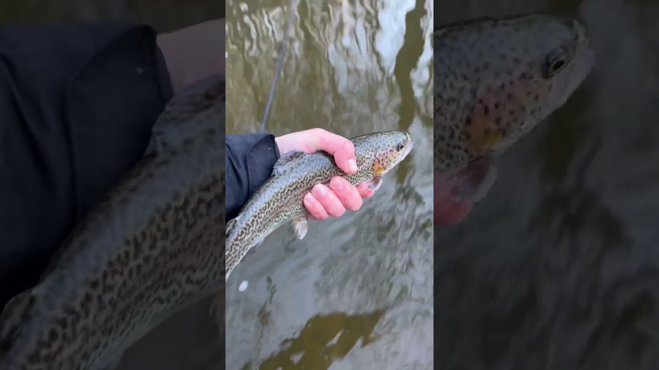 New video live on the channel! Pa delayed harvest! Learn to fish the holes! #fishing #trout