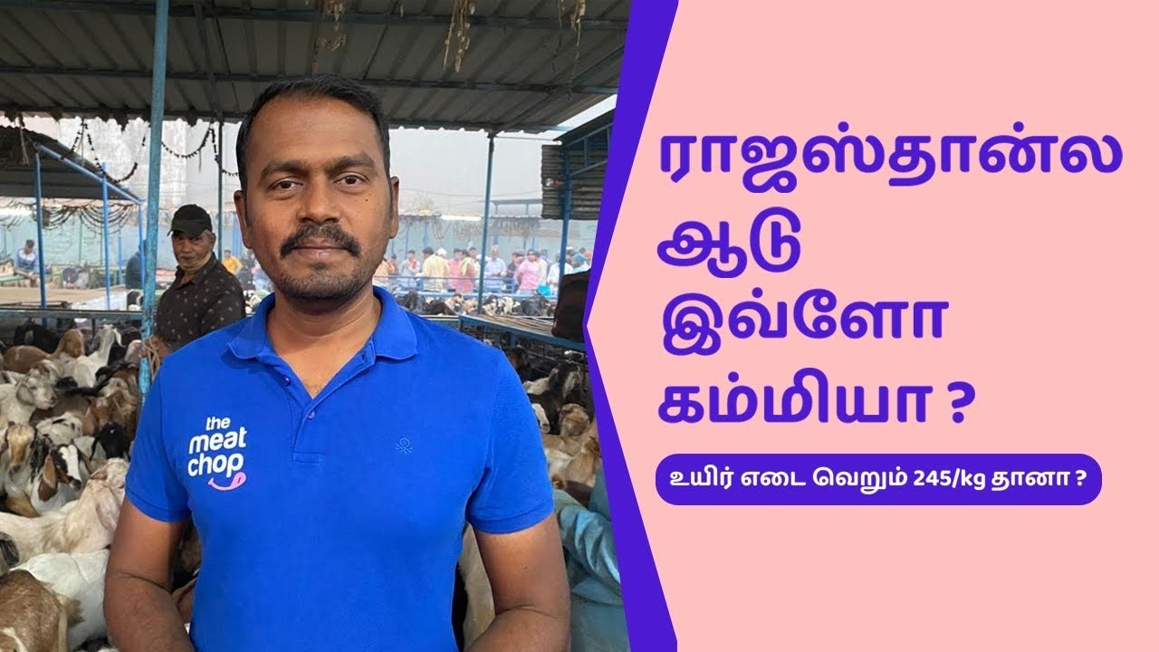 TMC Goat Farms - ராஜஸ்தான்ல ஆடு இவளோ கம்மியா!!!