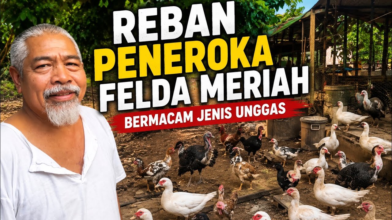 Reban ayam peneroka Felda meriah 