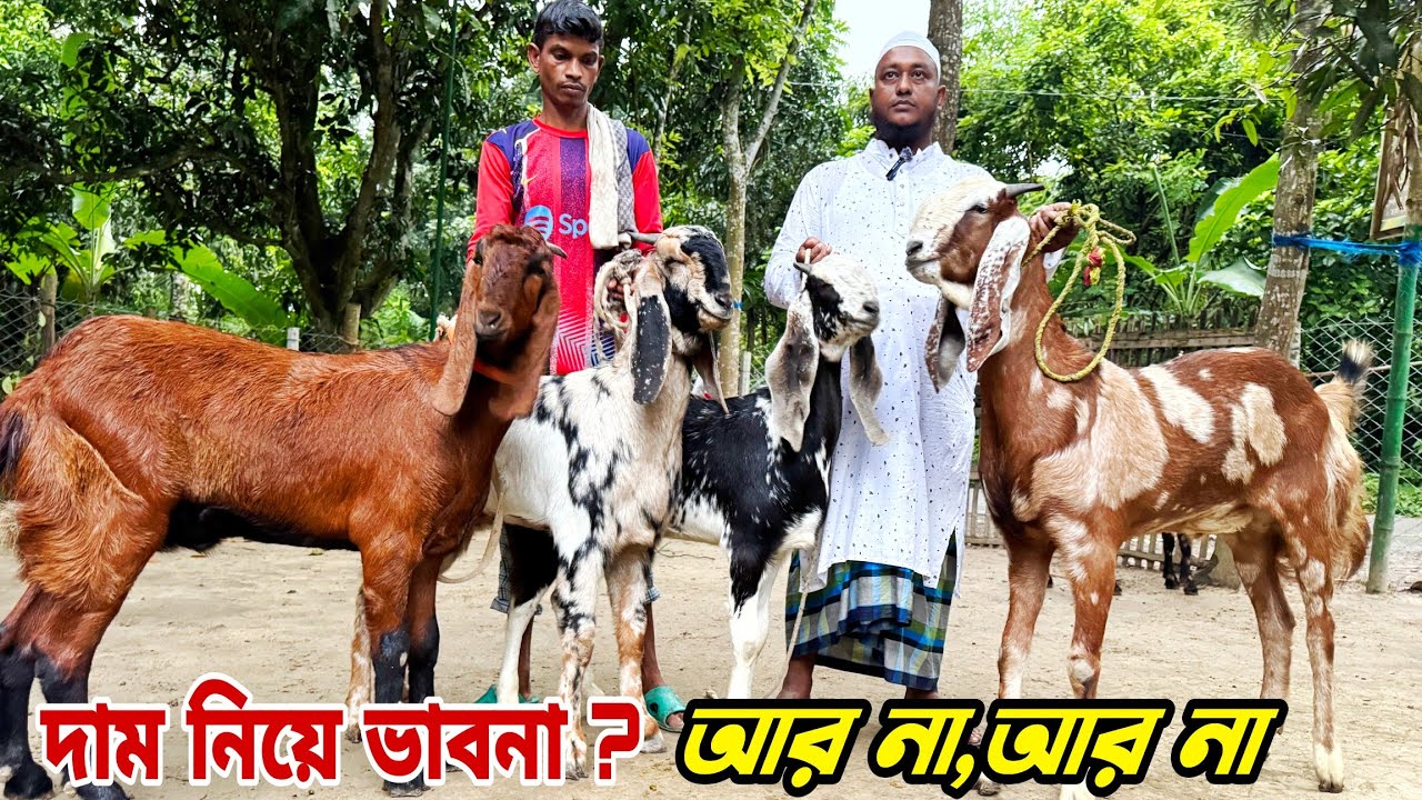 দাম নিয়ে ভাবনা আর না আর না। বড় শাহীন ভাইয়ের বাণিজ্যিক খামারে #goatfarming #totapurigoat #goat