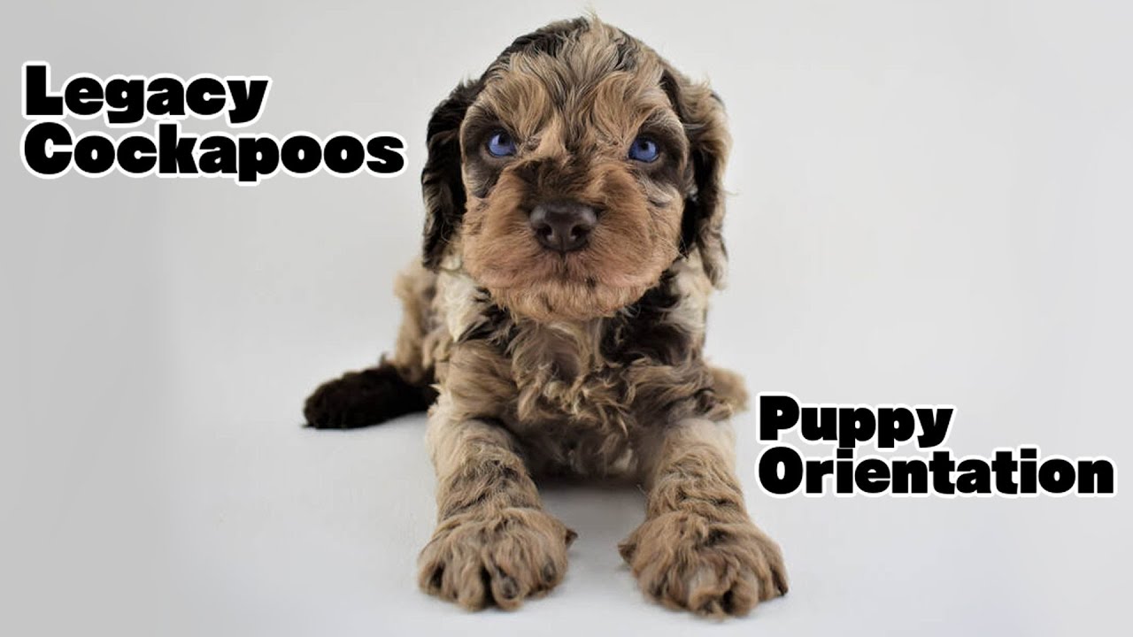 Puppy Orientation