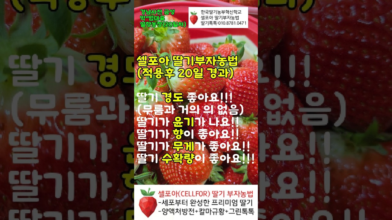 셀포아 딸기부자농법 적용후 20일경과, 딸기가 바뀌었어요(한국딸기농부혁신학교)