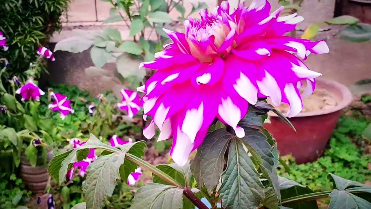 Flower garden and Bangladeshi song tumi by Srabonti Ghosh Music Compose Suno Al