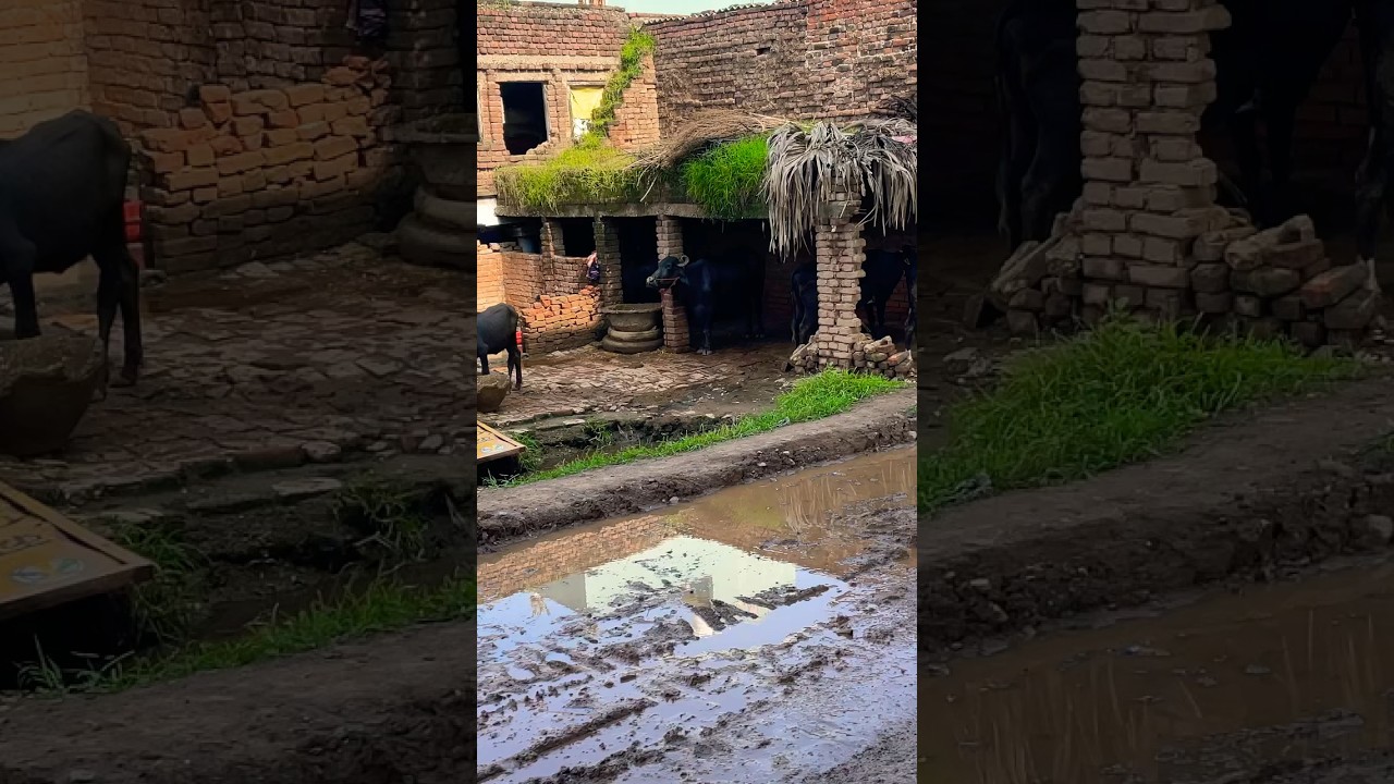village | nawada | Bihar Sharif #viral #trending #village #nawada #biharsharif #travel #shorts #love