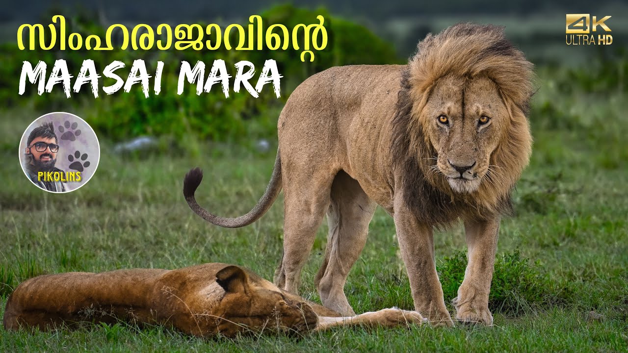 Lion story from Masai Mara | The king of Wildlife in Kenya | Africa Malayalam
