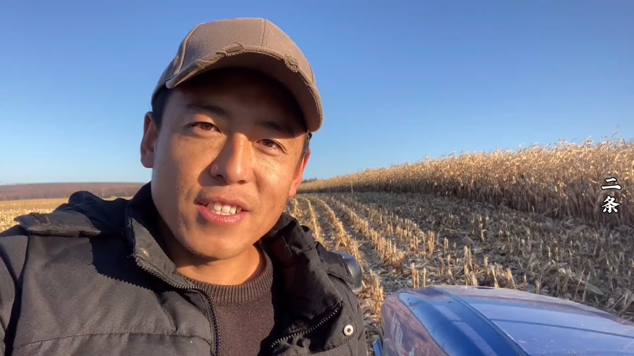 二条家继续收玉米，4个拖拉机不停往家送，满院的玉米这回发财了