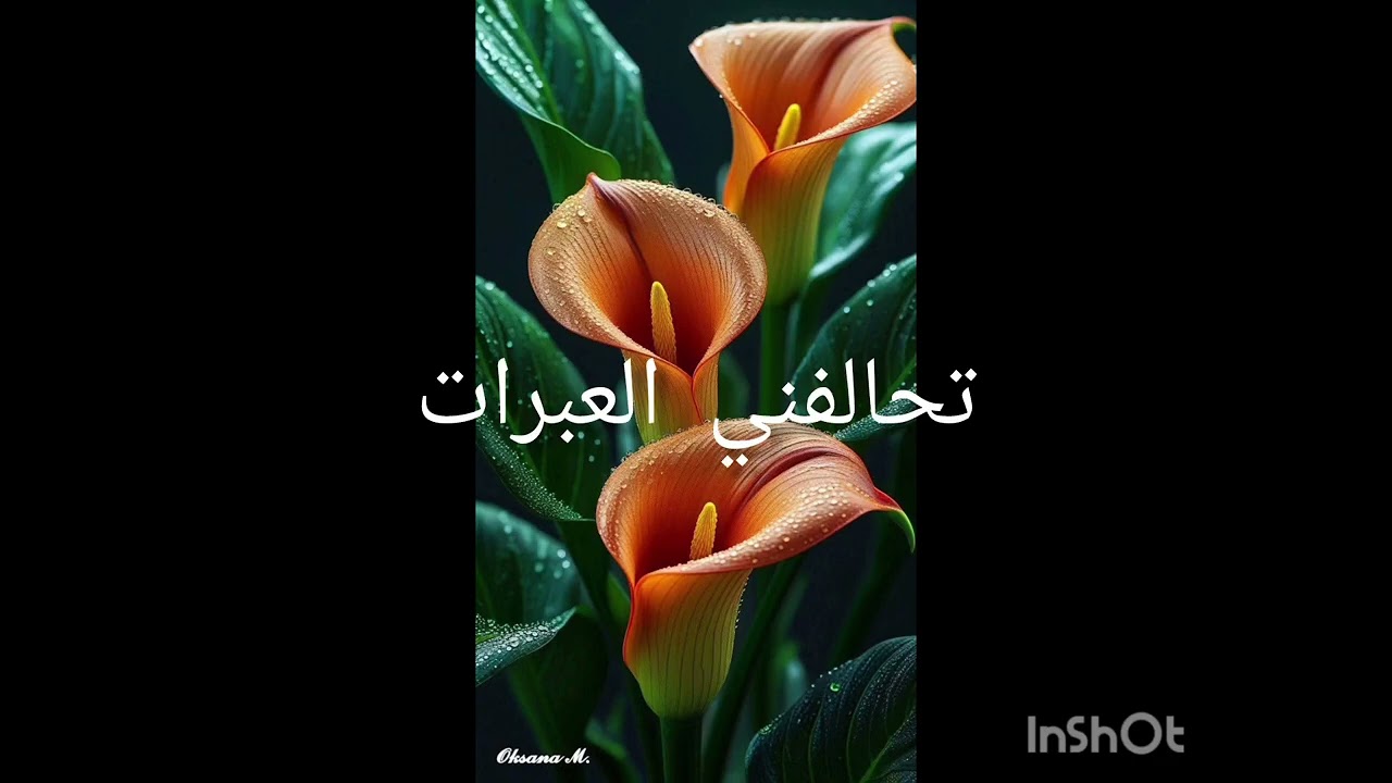 قصيدة بعنوان تحالفني العبرات للشاعر مولاي اسماعيل العلوي 