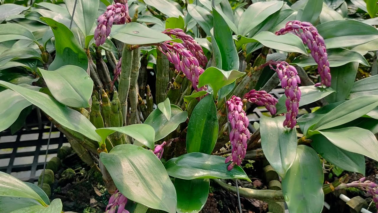 ALÔ E ÁNH 03543 76721