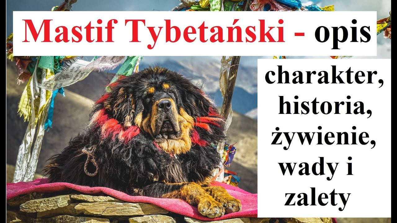 Mastif Tybetański - OPIS - charakter, historia, dla kogo