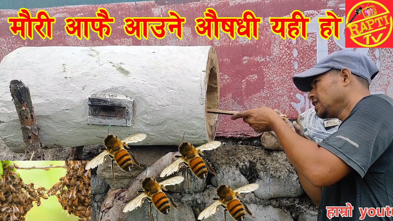 Bee trap!-मौरी लाई घारमा आउन कसरी आकर्षण बनाउने-महुरि आकर्षित हुने तरीका Mauri aafai kasari aauchha