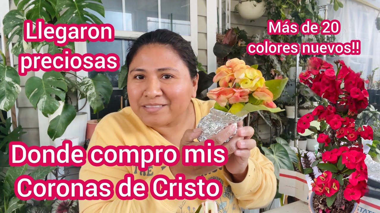 Donde Compro mis Coronas de Cristo | Euphorbia Milii Recibí 20 nuevos colores mira que hermosas