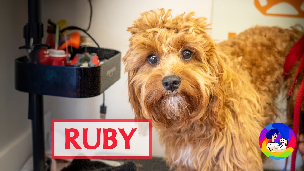 Ruby The Cavoodle Puppy’s First Haircut at The Groomers