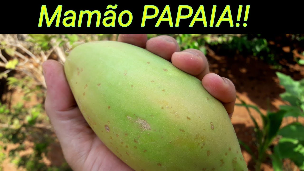 SE FOR PLANTAR MAMÃO ASSISTA ESSE VÍDEO (COMPLETO)