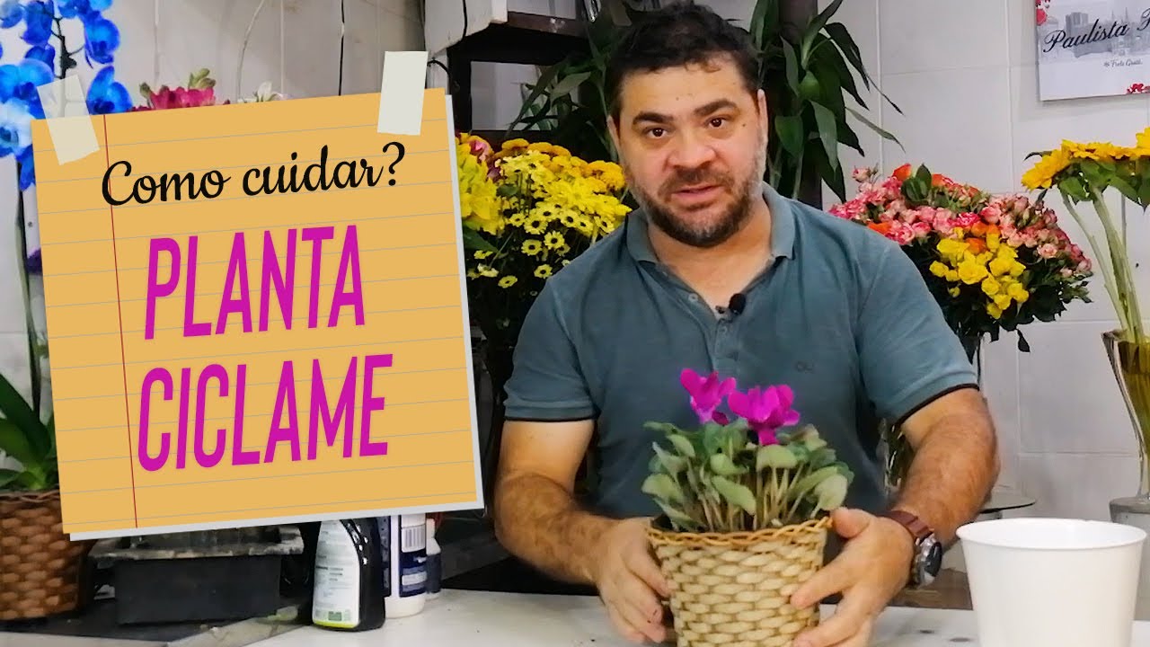 Como cuidar do Ciclame ou Cyclamen?