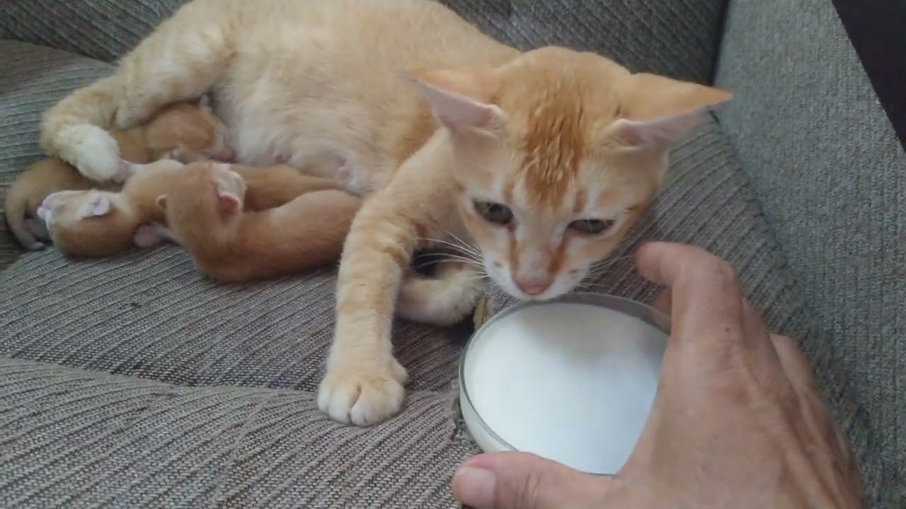 Sore  hari manjakan Caty dengan susu segar. #cat #shortviral #kucing #cute #funny #fyp 