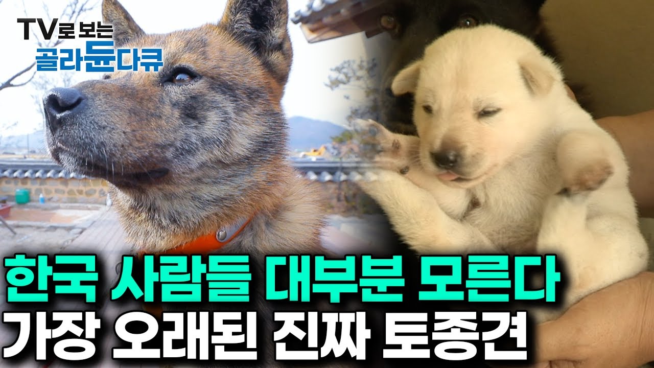 진돗개 아닙니다｜일제 강점기 대량학살 이후 멸종될 뻔 했다는 국내 가장 오래된 토종개의 근황｜한국기행｜#골라듄다큐
