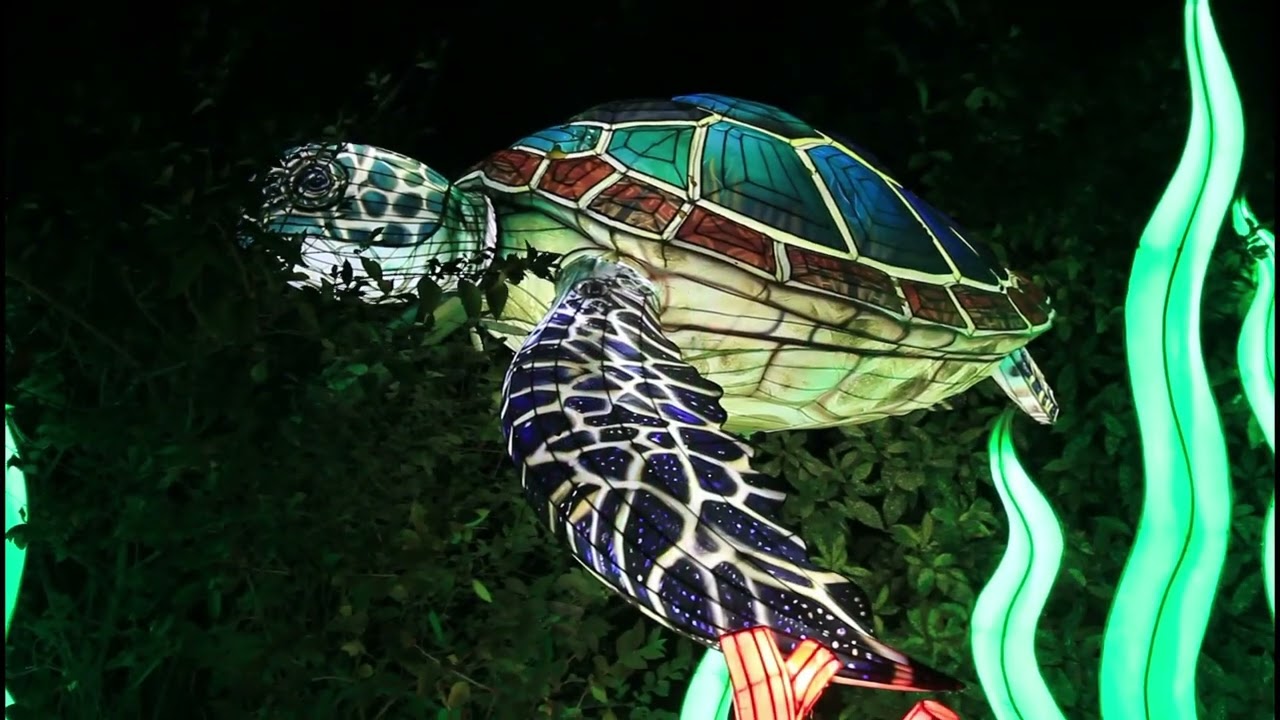 Magic Ocean light festival   Antwerp 9 11 2025     video