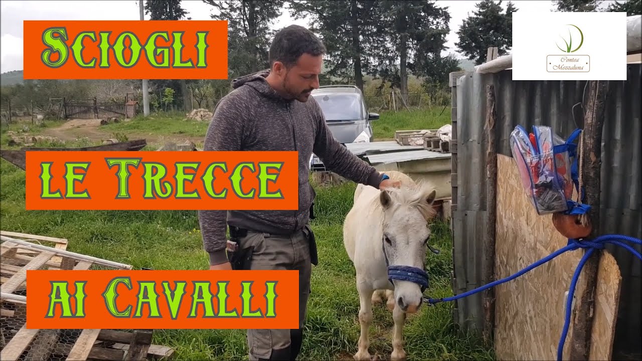 Come Allevare un Pony: Spazzolatura
