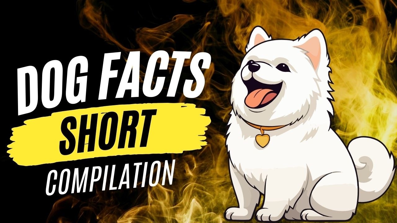 Fun Dog Facts Shorts Compilation | Total Pet Tales
