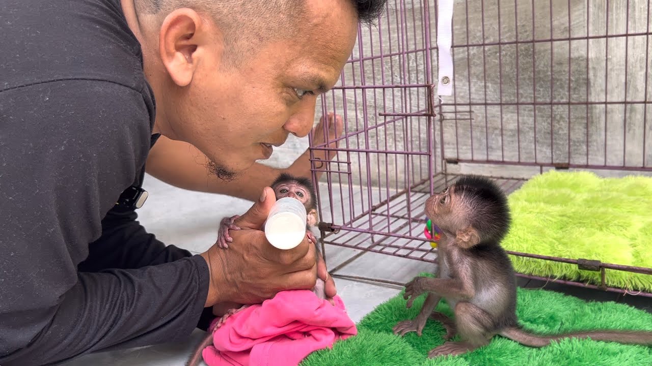 Oh my gosh, baby monkey Wini understands when I chat with him