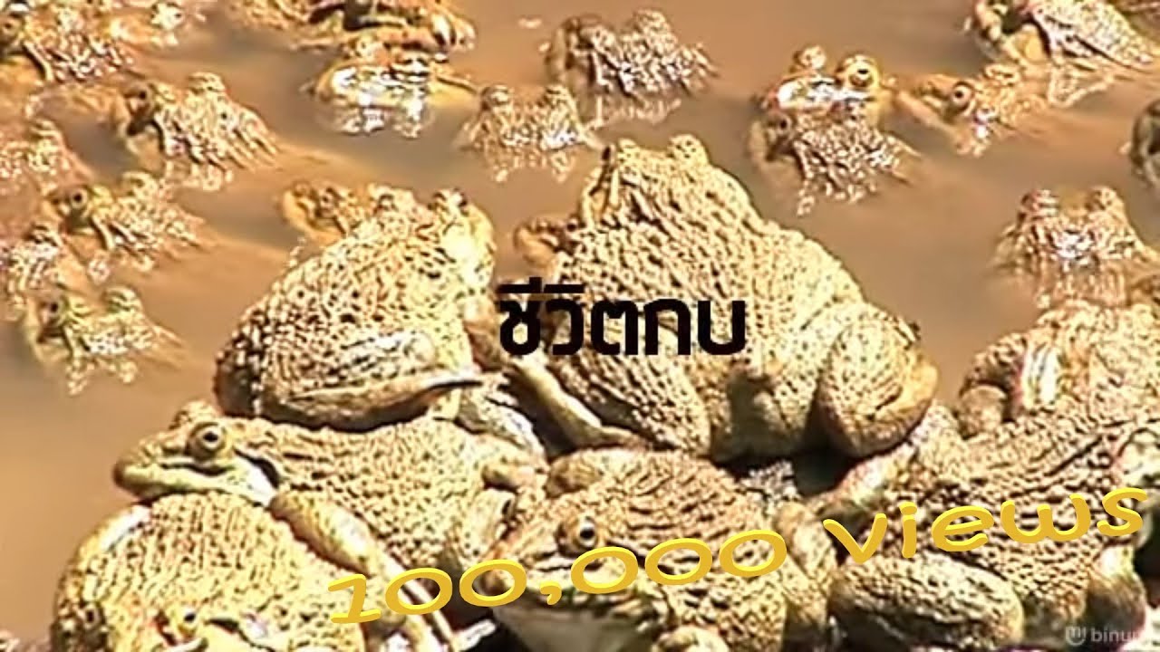 ชีวิตกบ(frog life cycle)