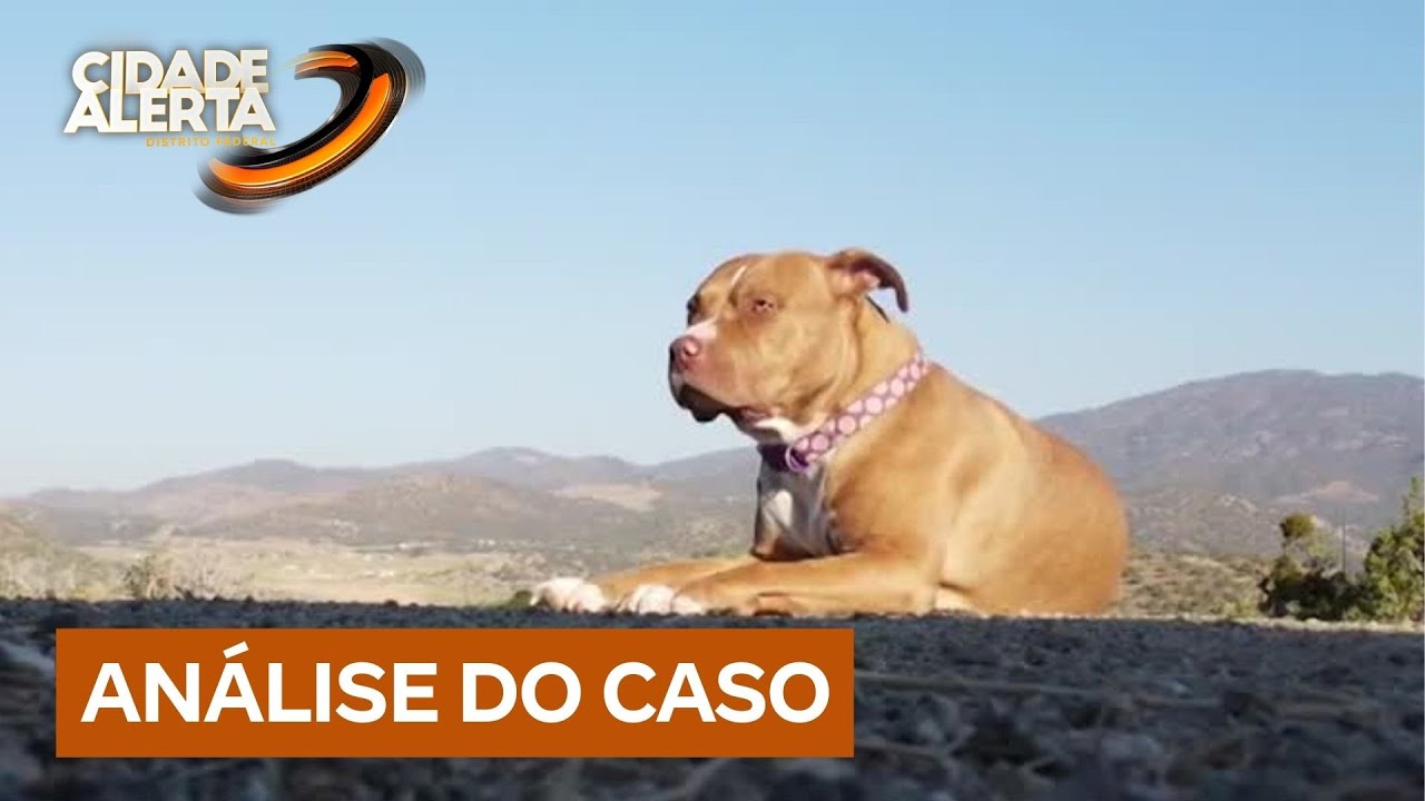 Adestrador esclarece mitos e alerta para cuidados com cães da raça pitbull | Cidade Alerta DF