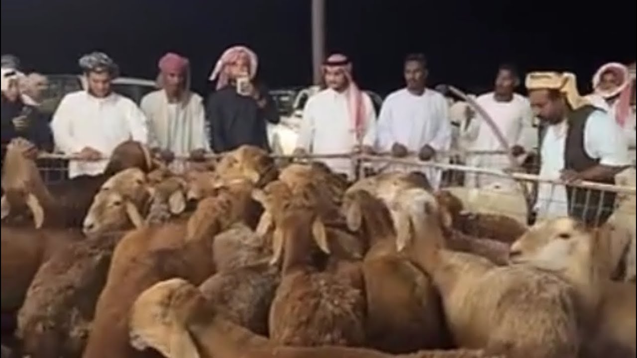 تغطيه سوق المنصى بمكه المكرمه بعد صلاه التراويح الجمعه ١٤٤٧/٩/١٧هـ