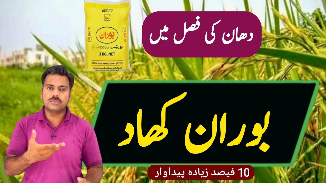 How to use boron in rice crop | Boron role in paddy crop | Abid Ali Agrarian
