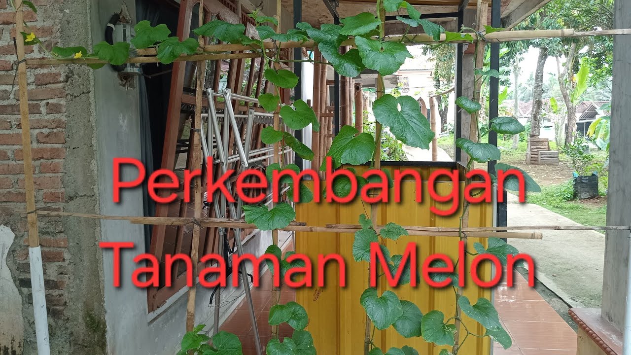 Perkembangan Tanaman Melon #melon 