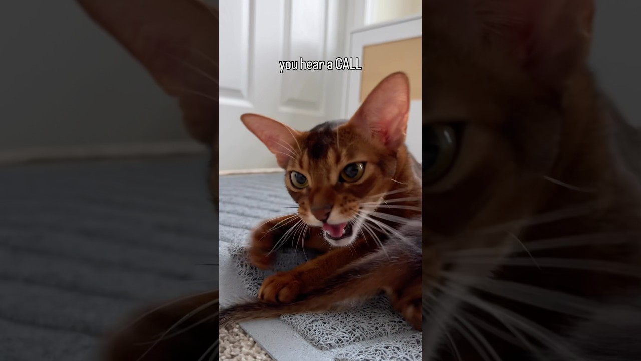 Talking to kittens + kisses 🥹 Abyssinian mother cat sounds #abyssinian #catshorts #asmr #cute