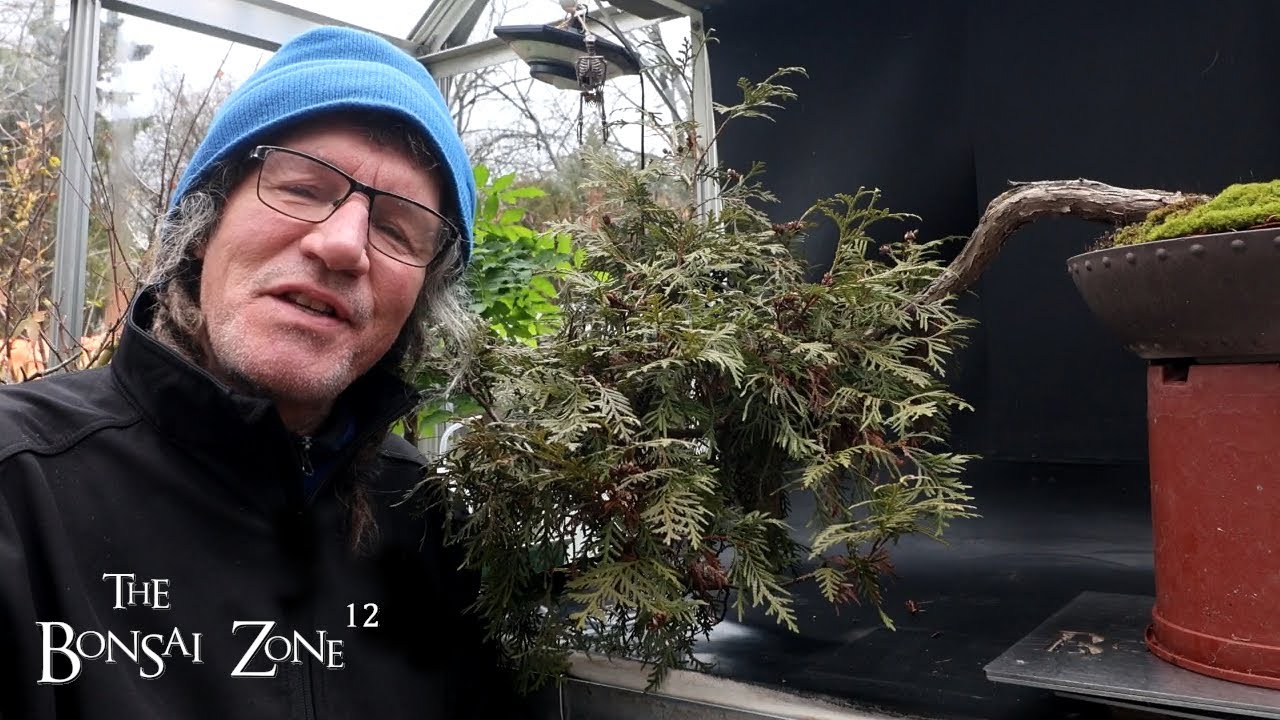 Обрезка моего кедра, The Wild Thing, Зона бонсай, ноябрь 2025 г.
