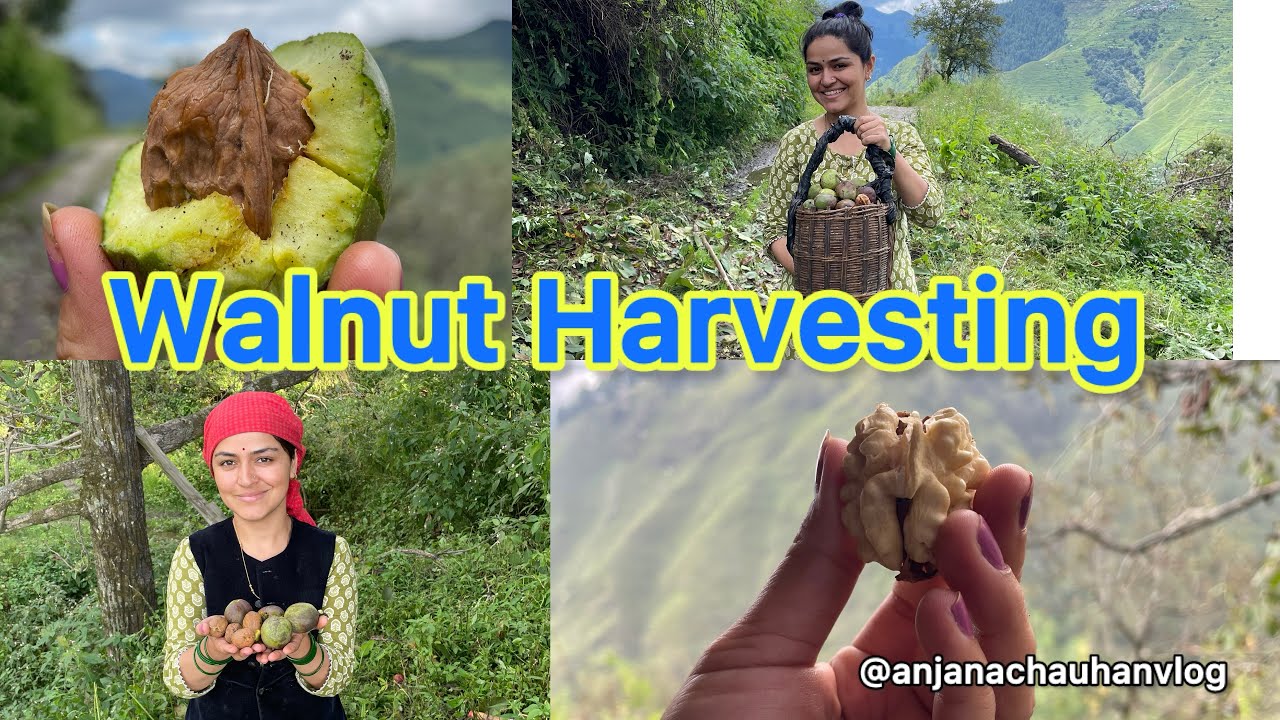 aaj se shuru krenge walnut harvesting | #vlog #walnut #phadilifestyle #village @anjanachauhanvlog 