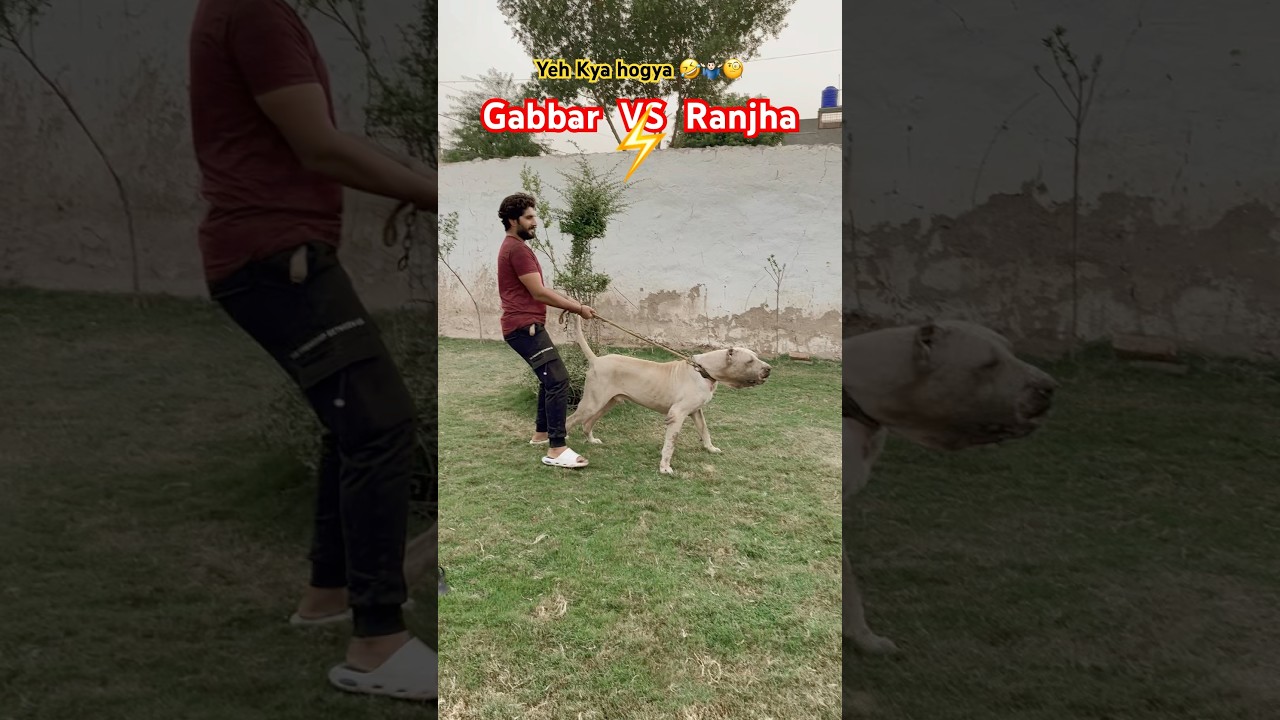 Gabbar badmash VS ranjha dog 😱 sw pet house | Samad pets vlog | Pakistani bully dog #bullydog #dog