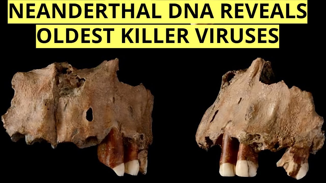 Oldest Human Viruses EVER Discovered In Ancient Neanderthal DNA