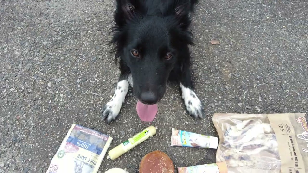 Empire of Fire Rhythm Makes My Heart Go WOW - Border Collie 1st birthday - 1 year old