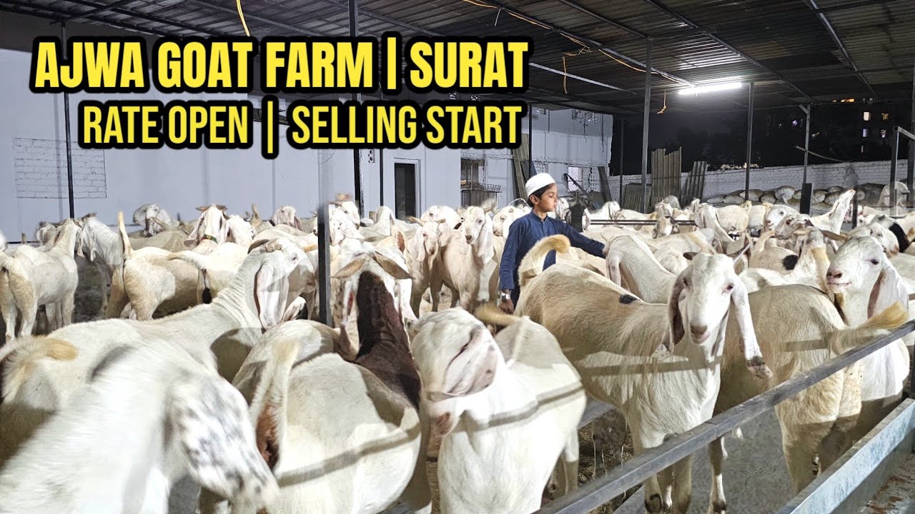 AJWA GOAT FARM NE SURAT ME KYA RATE OPEN KIYE? | UDHANA ,MANIYAR COMPOUND | SOJAT
