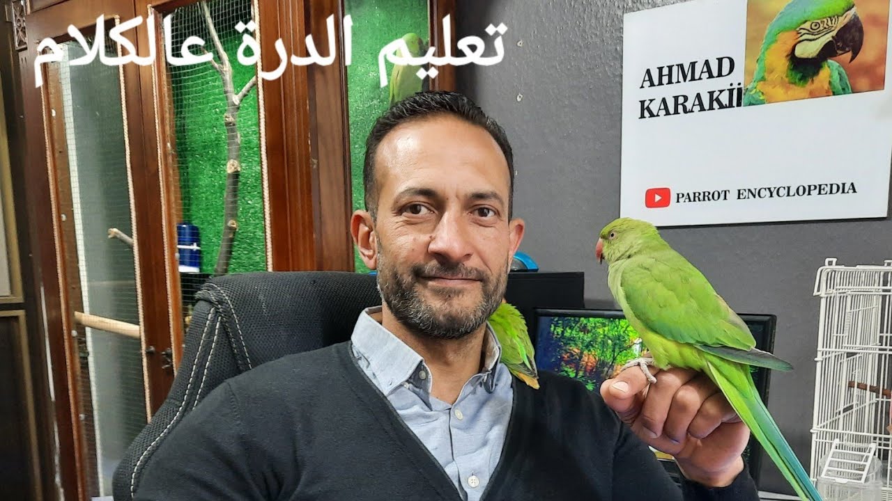 كيف تعلم ببغاء الدرة على الكلام مع ابو عمر#موسوعة_الببغاء