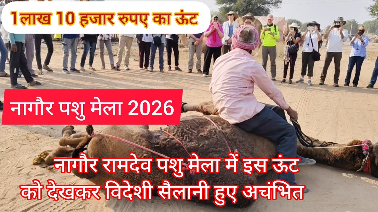 1लाख 10 हजार का ऊंट आया नागौर पशु मेला ||  नागौर पशु मेला 2026 || नागौर मेला 2026 | Nagaur Mela 2026