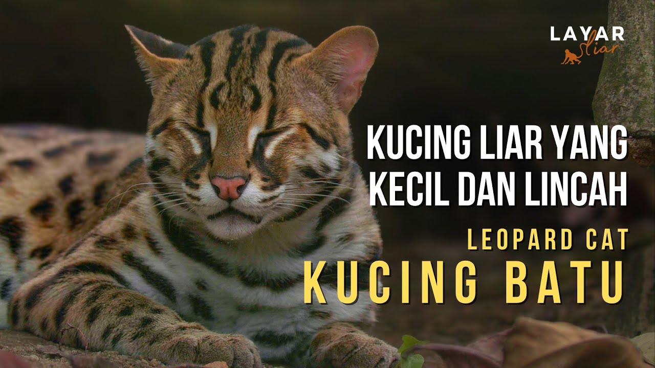 Kucing Batu - Kecil & Hebat Menyamar