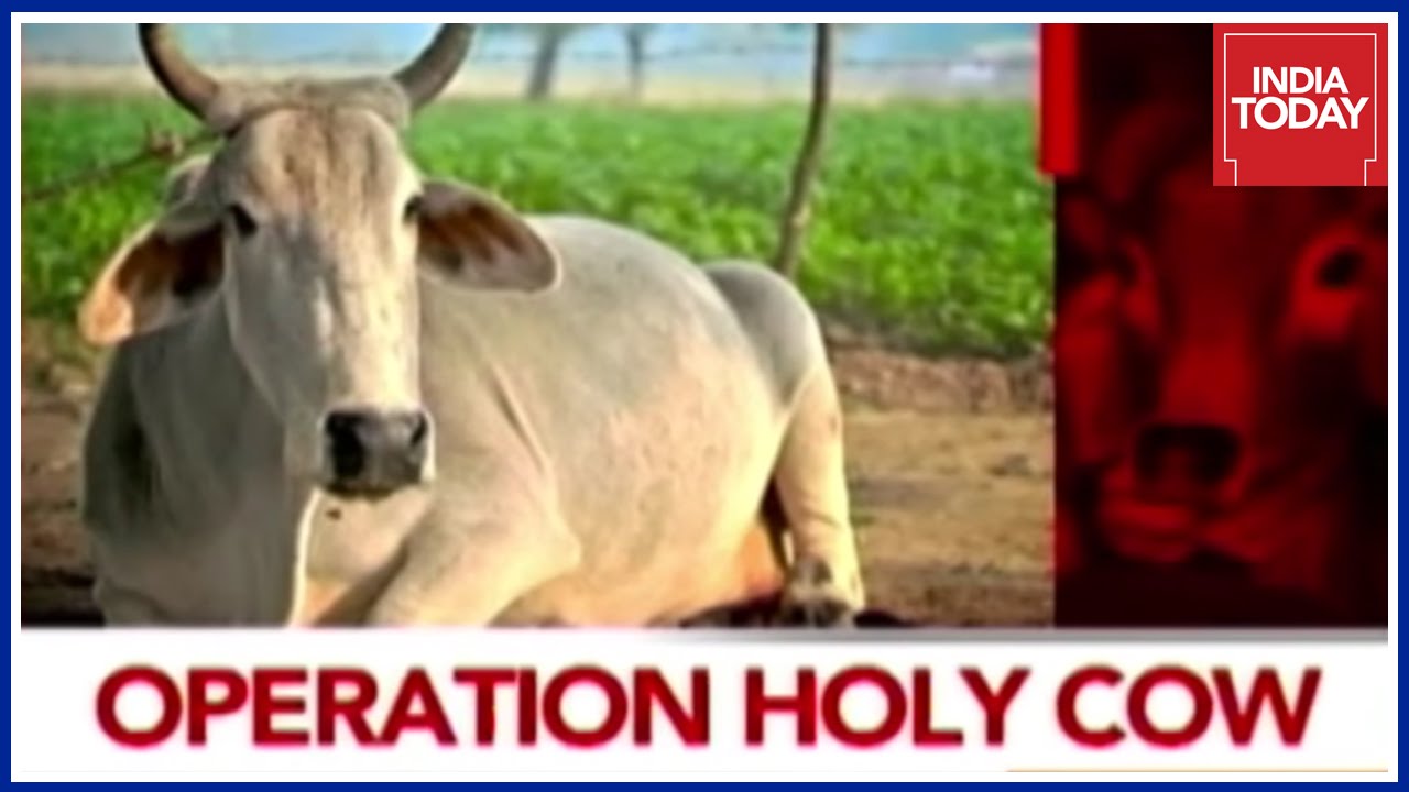 Centre Issues Directives To State Govt To Act Against Cow Protectors