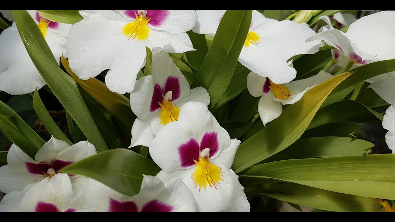 CUIDADOS DE ORQUIDEAS MILTONIA