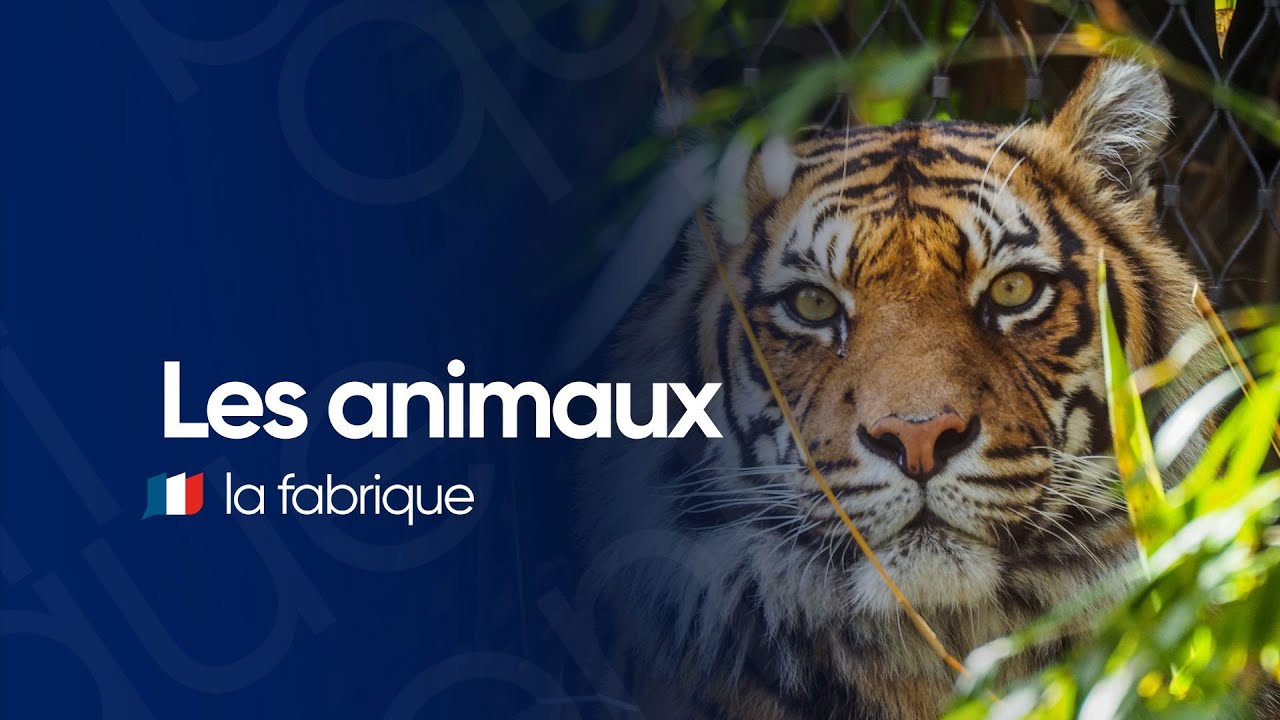 Les animaux: Aprenda o vocabulário essencial