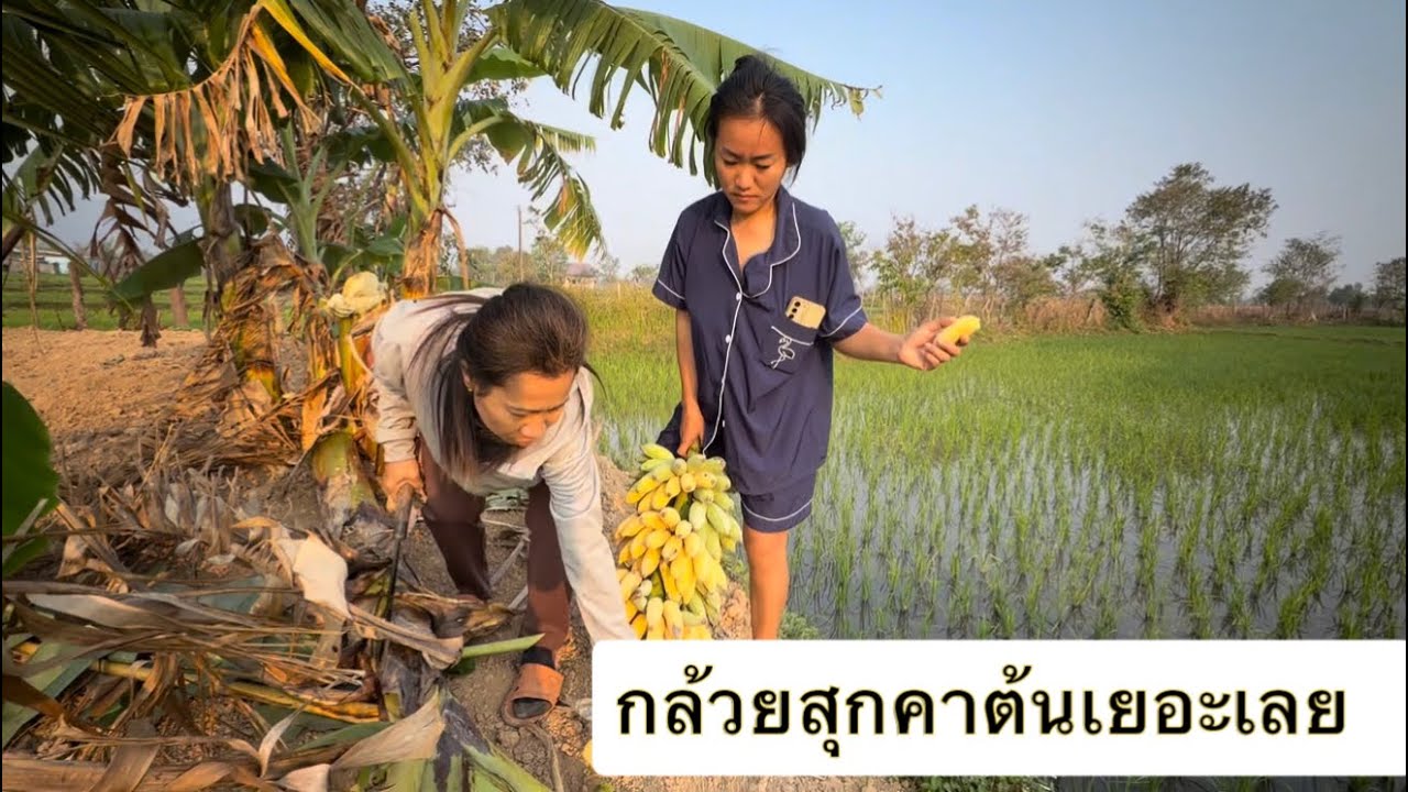ตื่นเช้ามาตัดกล้วยสุกคาต้น