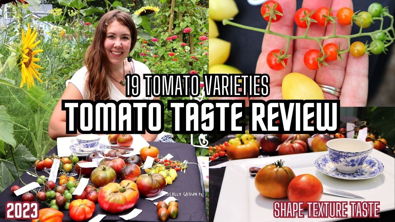 TOMATO TASTE REVIEW OF 19 VARIETIES (2023)