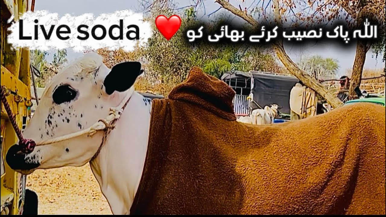 Domail mandi latest update 2k26 Part3 .( 30 feb 2026 )